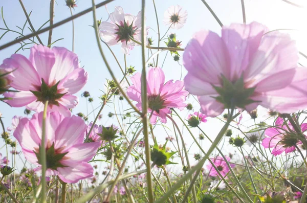 Blooming Chrysanthemum Sunlight — Stock Photo, Image