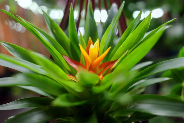 Blume Und Grüne Pflanze Gewächshaus — Stockfoto