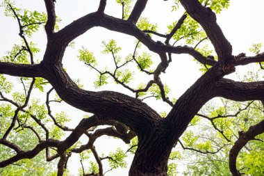 Çekirge ağacı sanatı