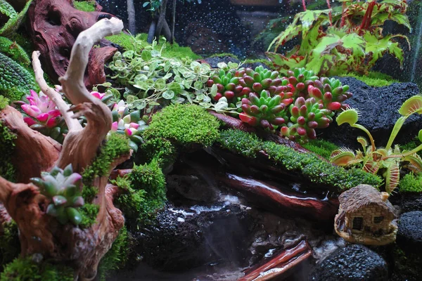 Yeşil evde tropik yeşil bitki