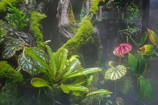 Tropical Green Plant Green House — Stock Photo, Image