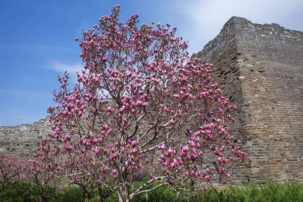 Magnolia Flower City Wall Ruin Park — Stock Photo, Image