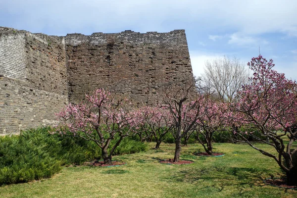 Magnolia Flower City Wall Ruin Park — Stock Photo, Image