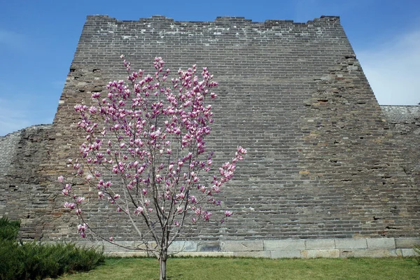 Magnolia Flower City Wall Ruin Park — Stock Photo, Image