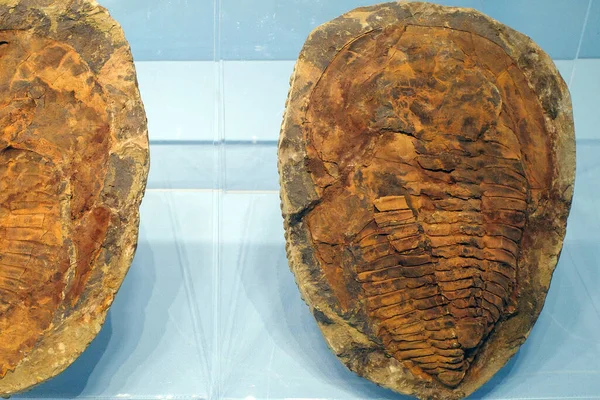 Fossil Trilobite Creature — Stock Photo, Image