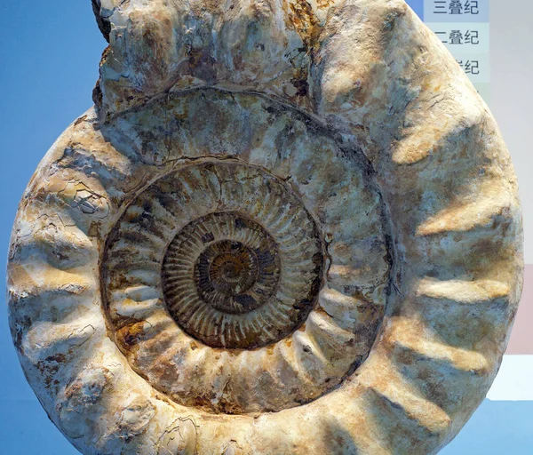 Fóssil Criatura Ammonites — Fotografia de Stock