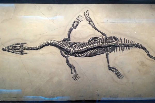 fossil of dinosaur skeleton