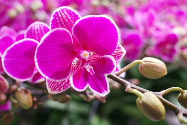 Blooming Phalaenopsis Flower Close Eye — Stock Photo, Image