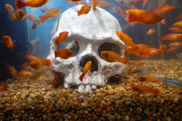 Skull Water Fish — Stock Photo, Image