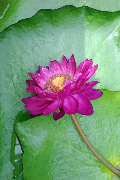 Blooming Lotus Flower Lake — Stock Photo, Image
