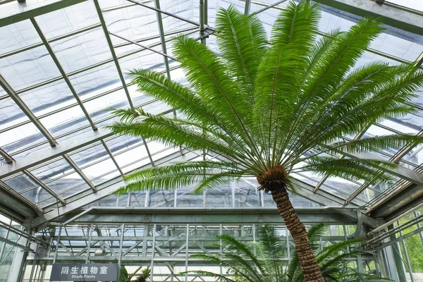 Palm Tree Greenhouse — Stock Photo, Image