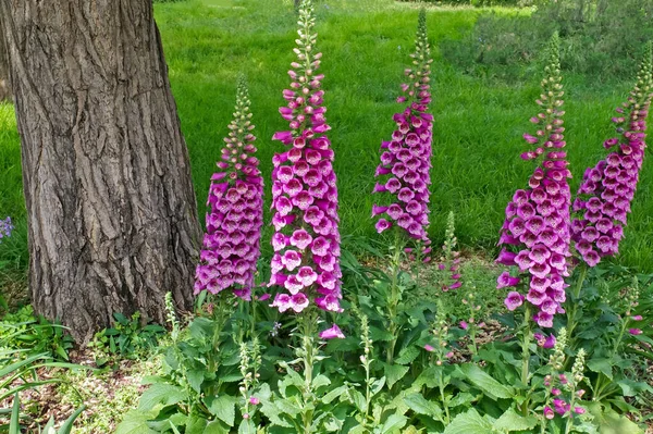 Bahçede çiçek açan sümbül çiçeği