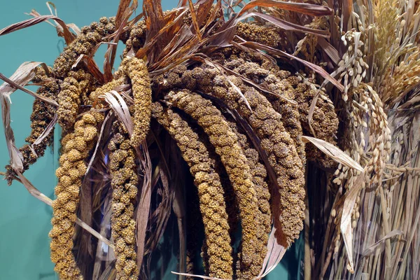 Millet Crop Origin China — Stock Photo, Image