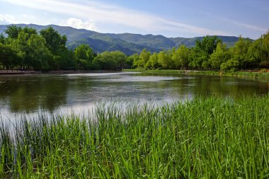 Gölde ayna yansıması olan yeşil ağaç