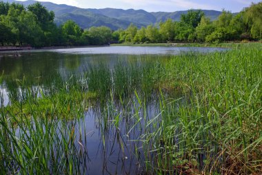 Gölde ayna yansıması olan yeşil ağaç