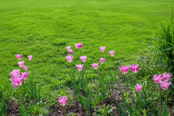 紫色的小花 在草地上 — 图库照片