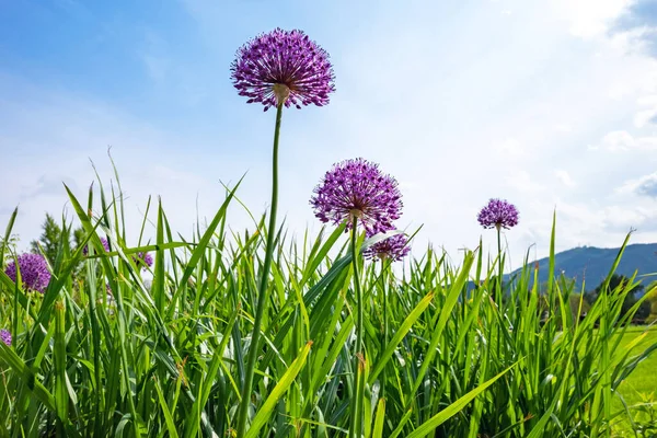 紫色的小花 在草地上 — 图库照片