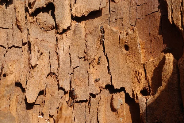 Ant Climb Tree — Stock Photo, Image