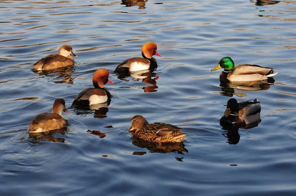 Mandarin Duck Swim Lake — Stock Photo, Image