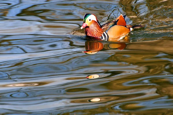 Mandarin Svømme Vand - Stock-foto