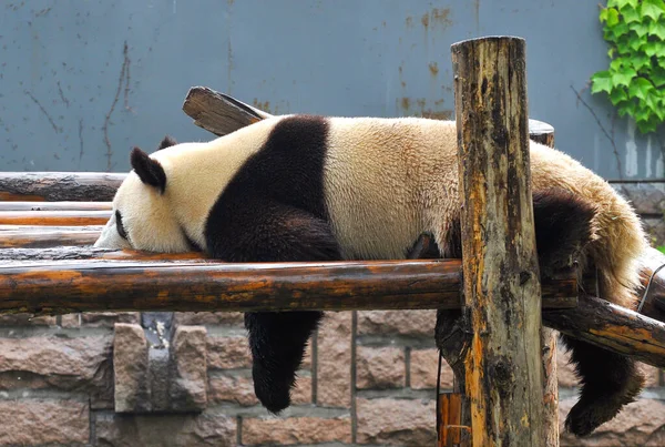 Promenade Panda Dans Zoo — Photo