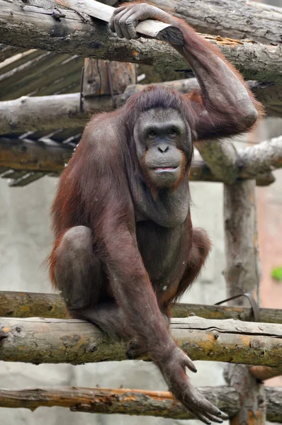 Chimpancés Zoológico Orangután —  Fotos de Stock
