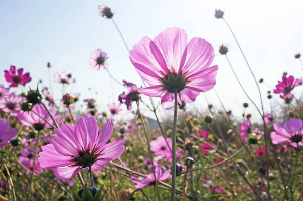 Chrysanthemum Flower Blooming — Stock Photo, Image