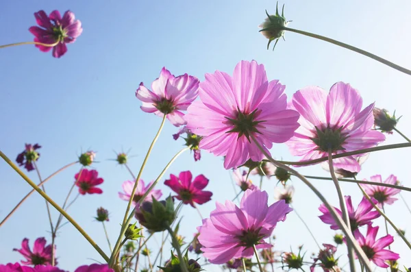 Chrysanthemum Flower Blooming — Stock Photo, Image