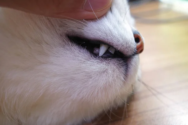 British Short Silver Gradient Cat Show Teeth — Stock Photo, Image