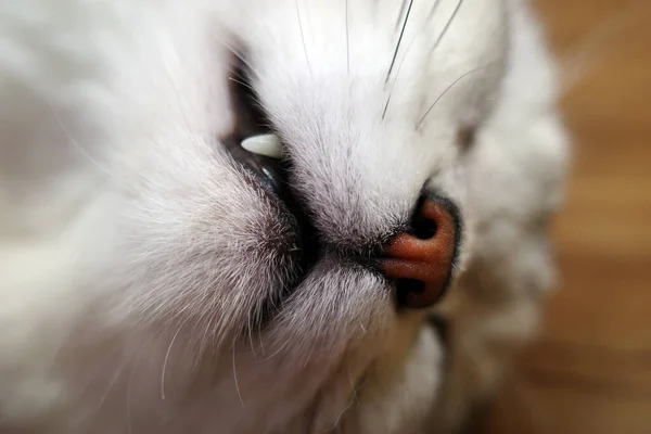 British Short Silver Gradient Cat Show Teeth — Zdjęcie stockowe