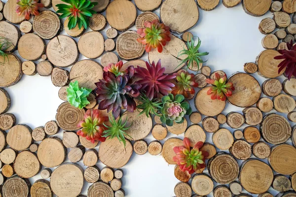 Succulents Plant Wood Decoration — Stock Photo, Image