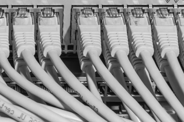 Cabos de rede conectados ao switch — Fotografia de Stock