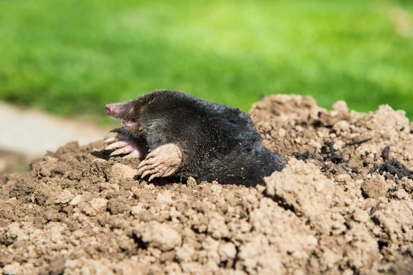 European Mole Destroying Lawn Garden — Stock Photo, Image