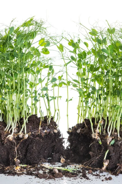 Germogli Pisello Presi Contenitore Con Terra Radici Alimentazione Sana Concetto — Foto Stock