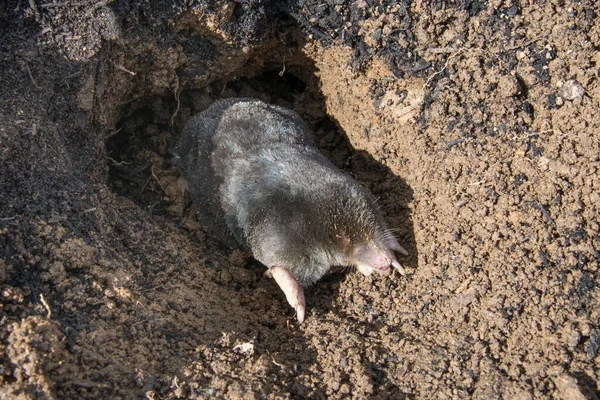 European Mole Talpa Europaea Mammal Order Eulipotyphla Also Known Common — Stock Photo, Image