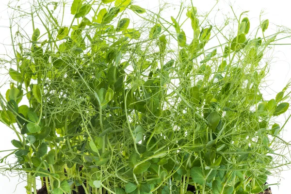 Βλαστοί Μπιζελιού Βλαστούς Που Καλλιεργούνται Μικροπράσινα Έτοιμα Προς Συγκομιδή Απομονωμένοι — Φωτογραφία Αρχείου