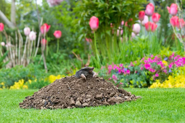 Mole Talpa Europaea Fazendo Colina Toupeira Danificando Gramado Bonito Jardim — Fotografia de Stock