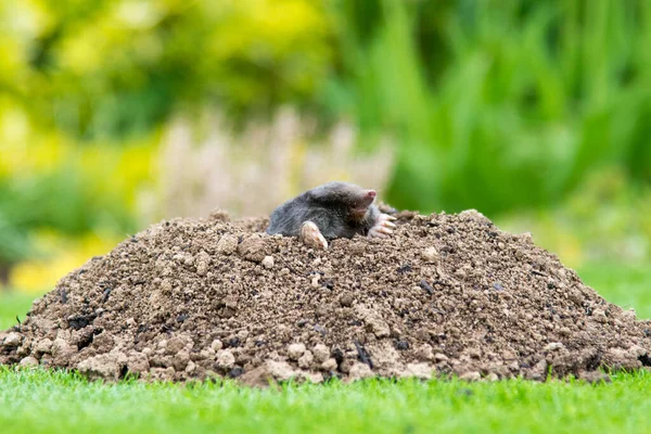 European Mole Talpa Europaea Destroying Lawn Its Mole Hills Underground — Stock Photo, Image