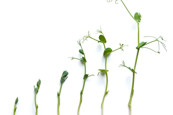 Brotes Guisante Diferentes Etapas Cultivadas Alineadas Una Fila Aisladas Blanco —  Fotos de Stock