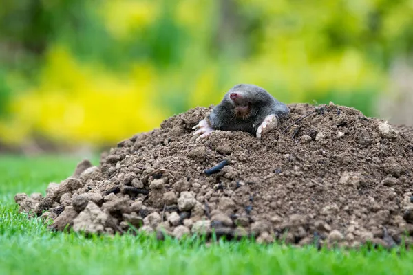 Mole Animal Talpa Europaea Προκαλώντας Ζημιές Παράσιτο Στον Κήπο Τους — Φωτογραφία Αρχείου