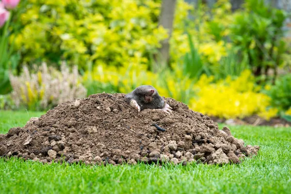 Mole Animal Talpa Europaea Causando Danos Como Uma Praga Jardim — Fotografia de Stock
