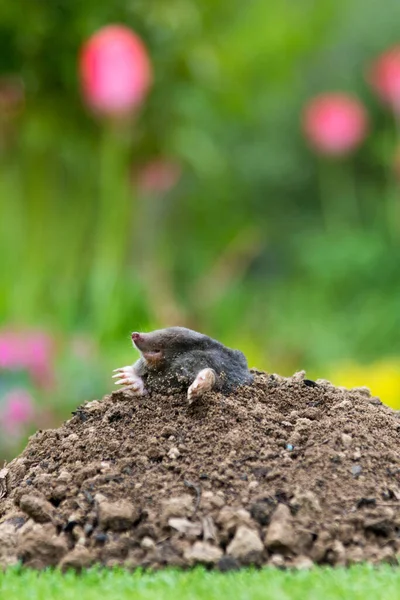 Talpa Talpa Europaea Rendendo Talpa Collina Danneggiare Bel Prato Giardino — Foto Stock