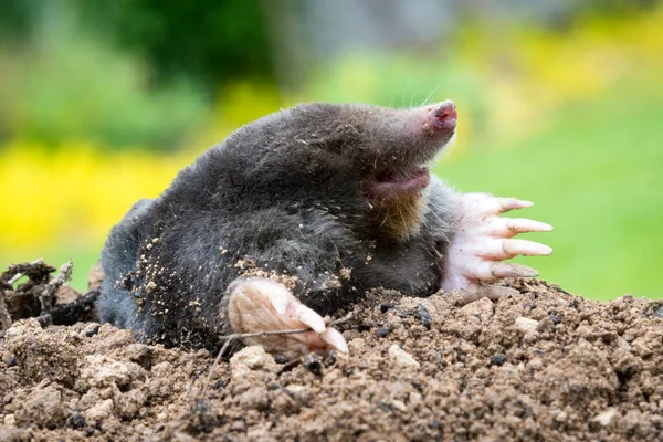 モル動物 タルパヨーロッパ そのモルの丘と地下トンネルで庭の害虫としての損傷を引き起こす — ストック写真