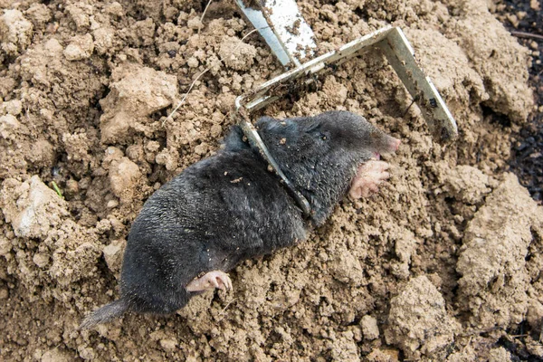 Caught European Mole Trap Placed Mole Hill — Stock Photo, Image