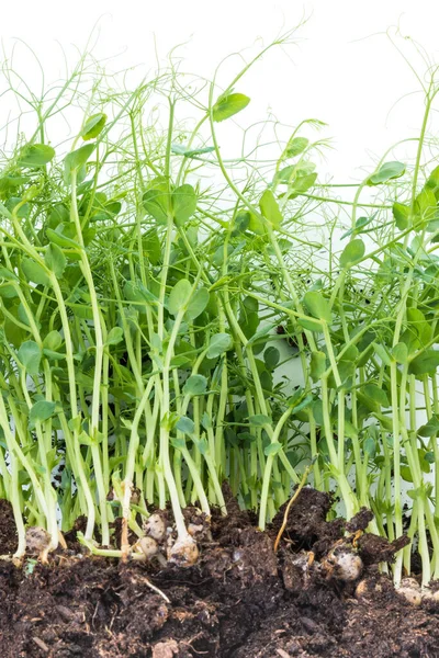 Brotes Guisante Tomados Recipiente Con Tierra Raíces Concepto Jardinería Casera — Foto de Stock