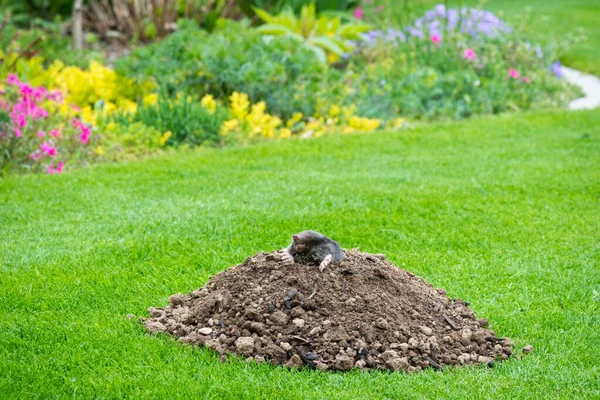 Mole Animal Talpa Europaea Causando Danni Come Parassita Nel Giardino — Foto Stock