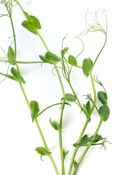 Mladá Hrachová Rostlina Pěstovaná Jako Mikrozelená Izolovaná Bílém — Stock fotografie