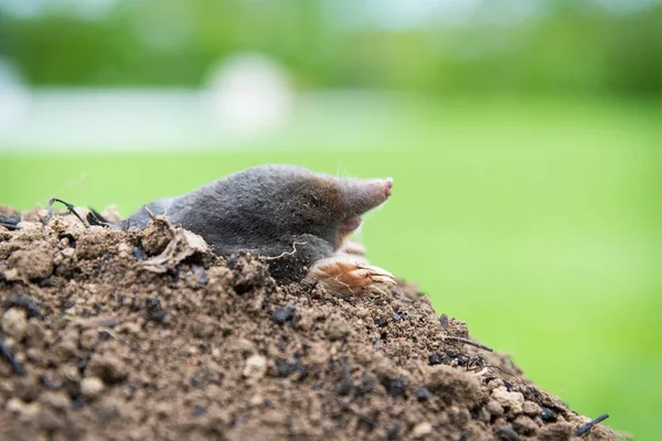 Mullvad Talpa Europaea Krypa Bruna Molehill Grönt Gräs Bakgrunden Djur — Stockfoto