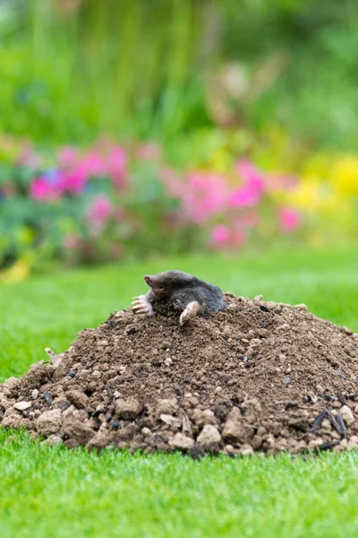 Mole Talpa Europaea Fazendo Colina Toupeira Danificando Gramado Bonito Jardim — Fotografia de Stock