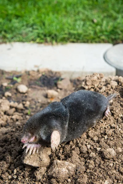 European Mole Caught Trap While Crawling Out Tunnel — Stock Photo, Image